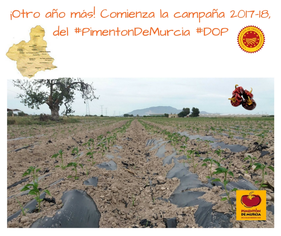 Campaña Pimentón de Murcia 2017-18
